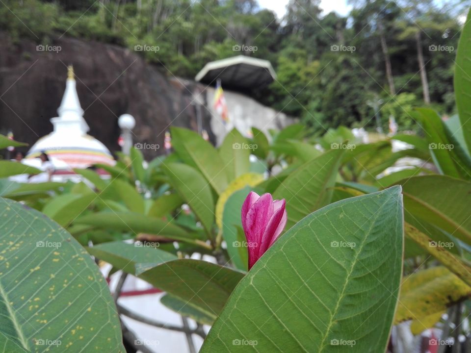 Temple Flower