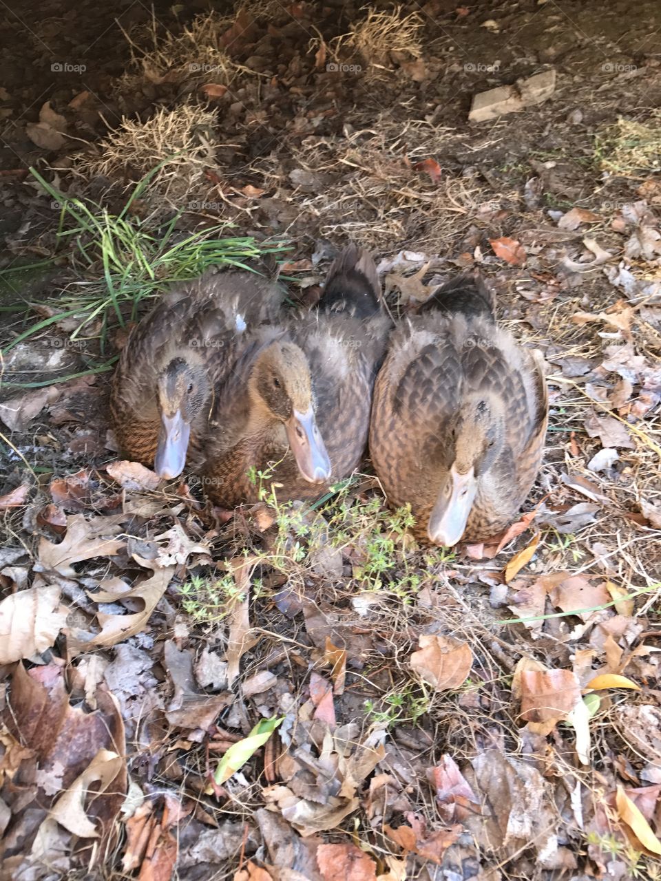 Ducks in a row 