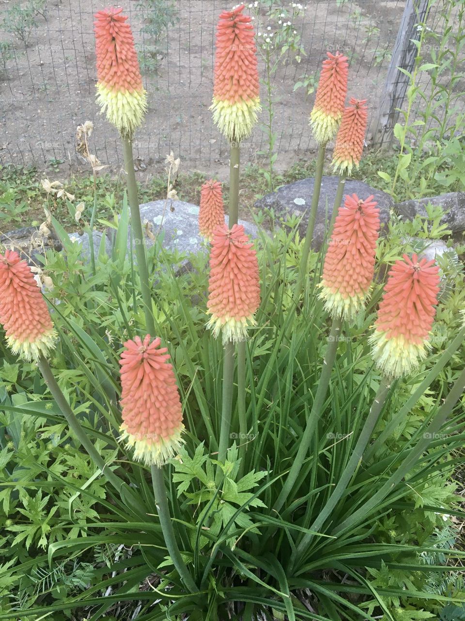 A striking torch lily stands tall, showcasing a cluster of 10 vibrant blossoms. The flowers are arranged in a vertical spike, with the top blooms opening in a fiery gradient from orange to yellow, creating a stunning contrast.