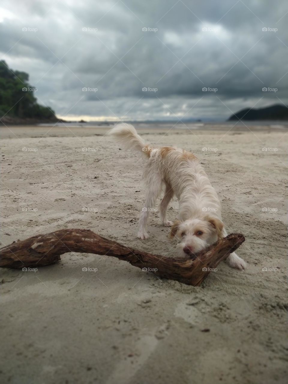 cachorro segurando tronco na natureza.