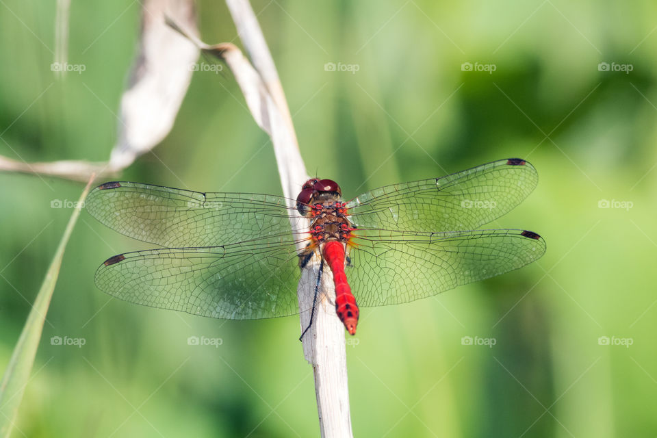 Dragonfly on leaf