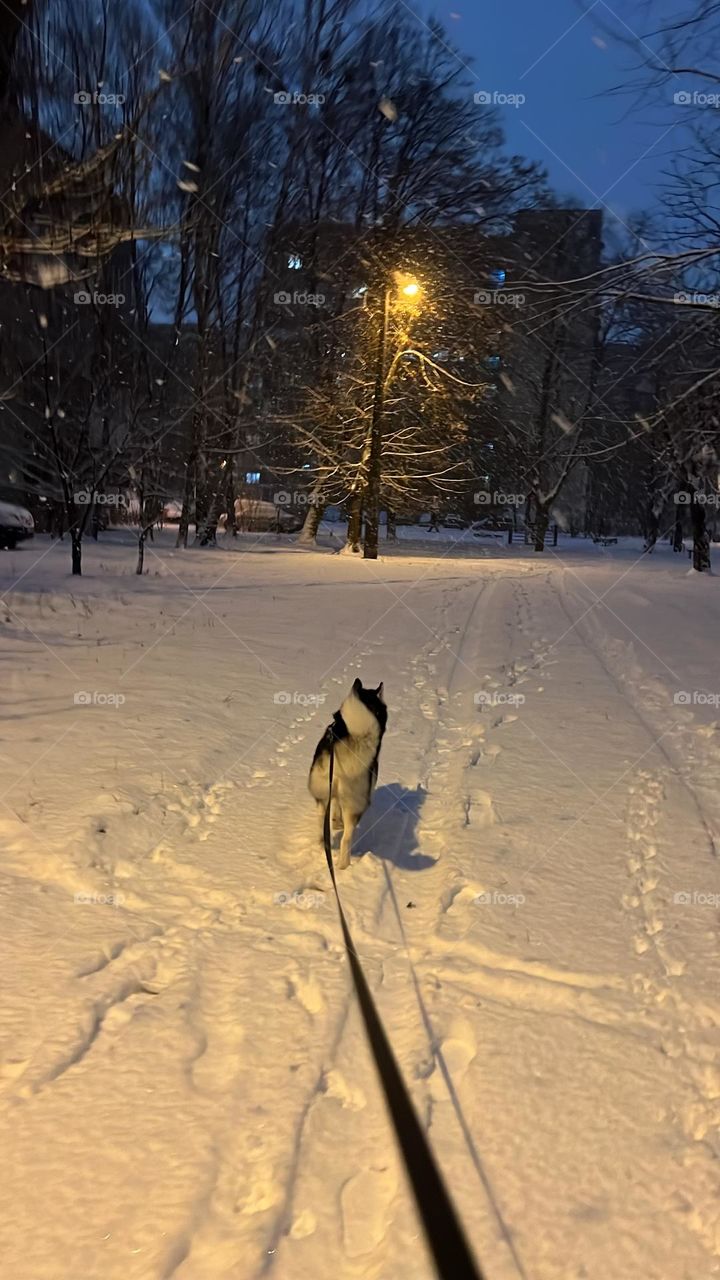 Завораживающий снежный пейзаж. Фотография передает энергию и красоту зимнего утра, идеально подходит для любителей природы и активного образа жизни.
