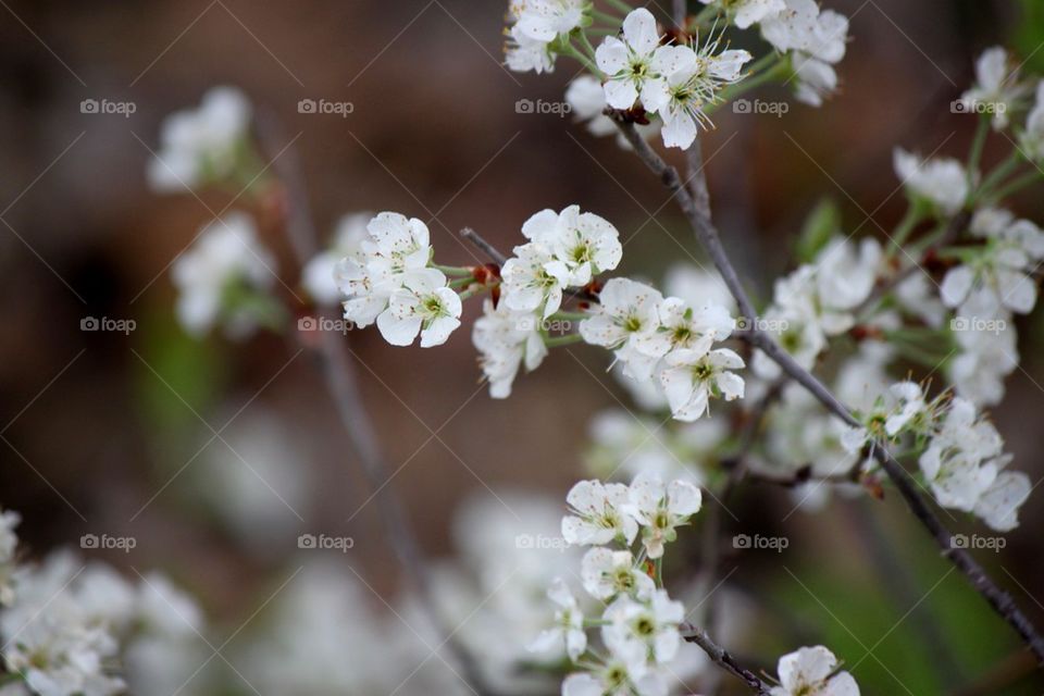 Cherry blossoms