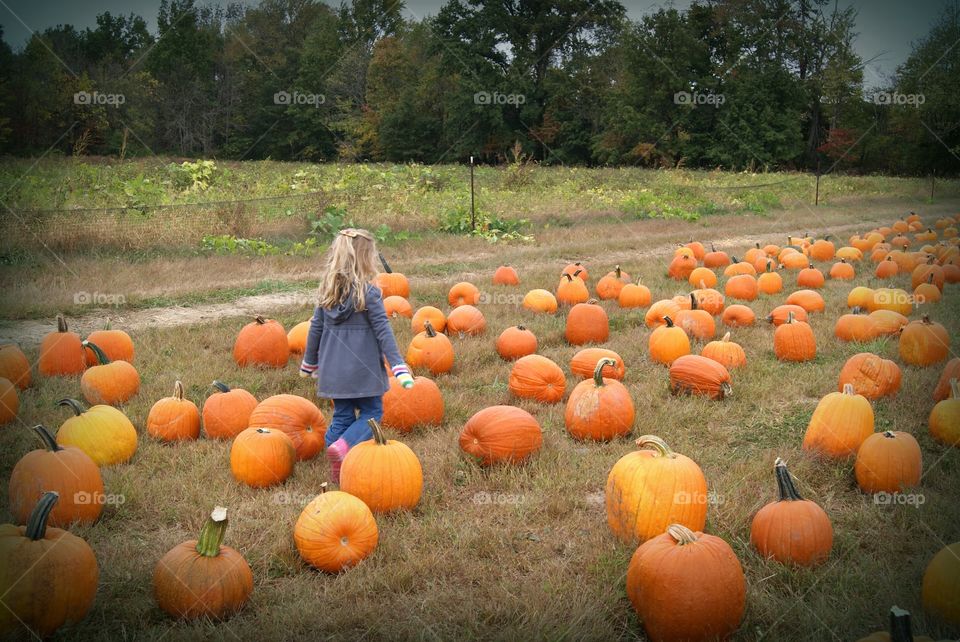 Pumpkin Patch
