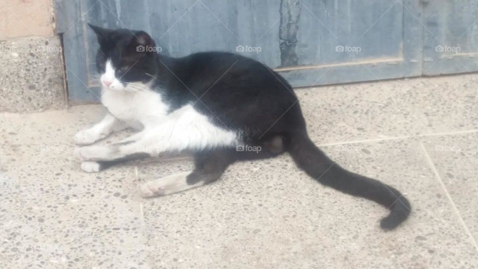  A cat lying on a break near the house