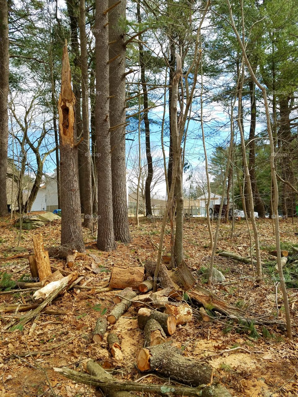 Pine grove showing stump of tree broken from winter storms, chainsaw clearing has started cutting wood into pieces & stacking to clear the grove. Blue sky is showing through the woods, pretty.