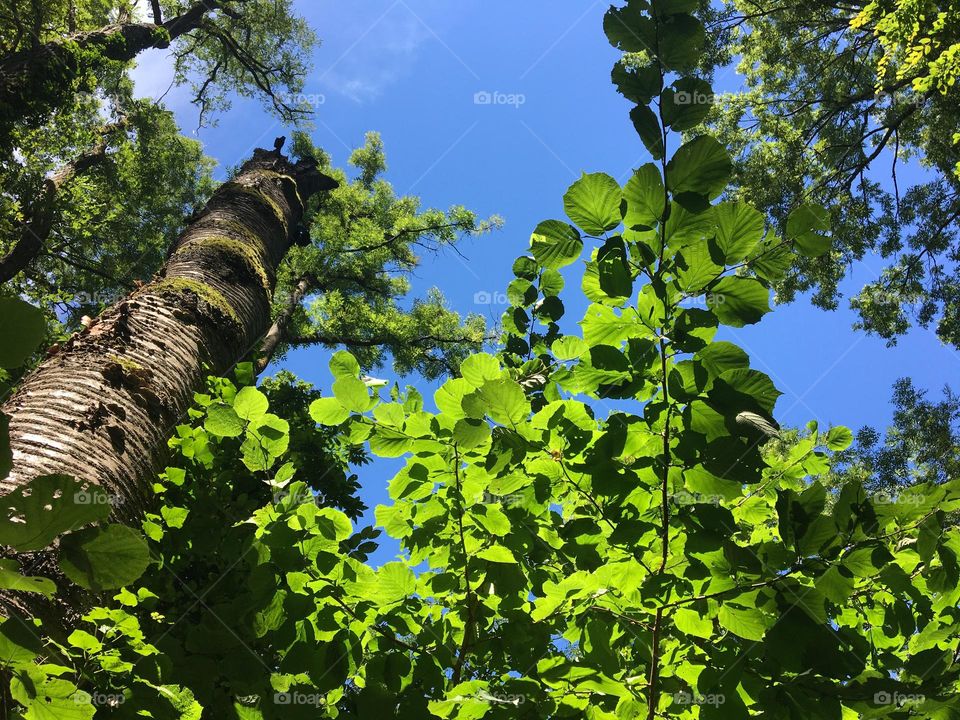 Trees in summertime from the ground up