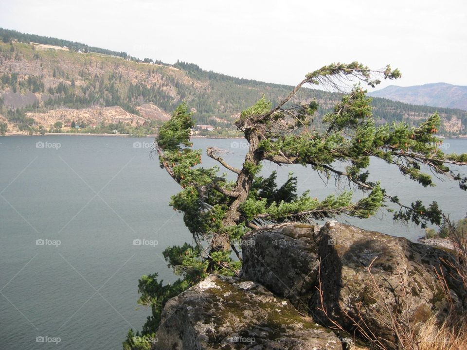 windswept. Windy on the Columbia River