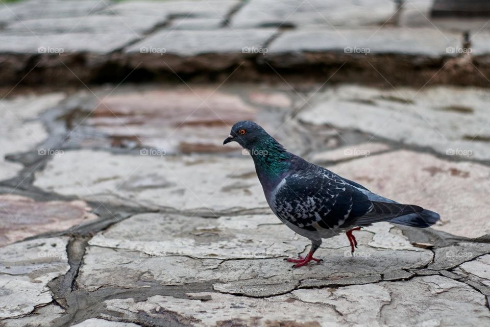 Pigeon walking in the square