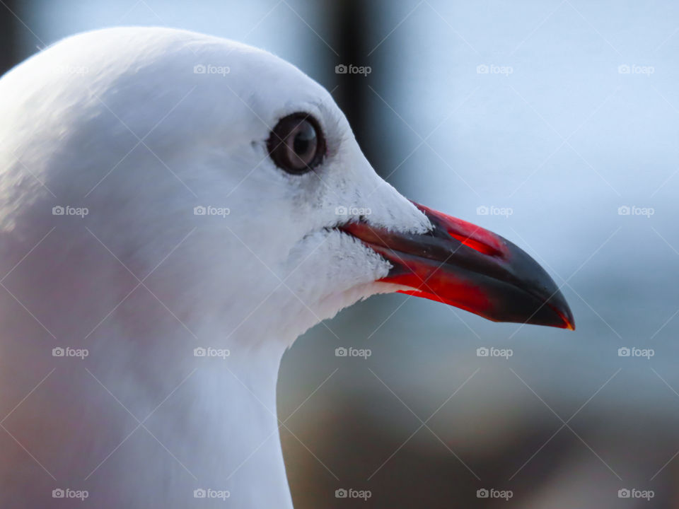 Seagull with a vibrant red beak.