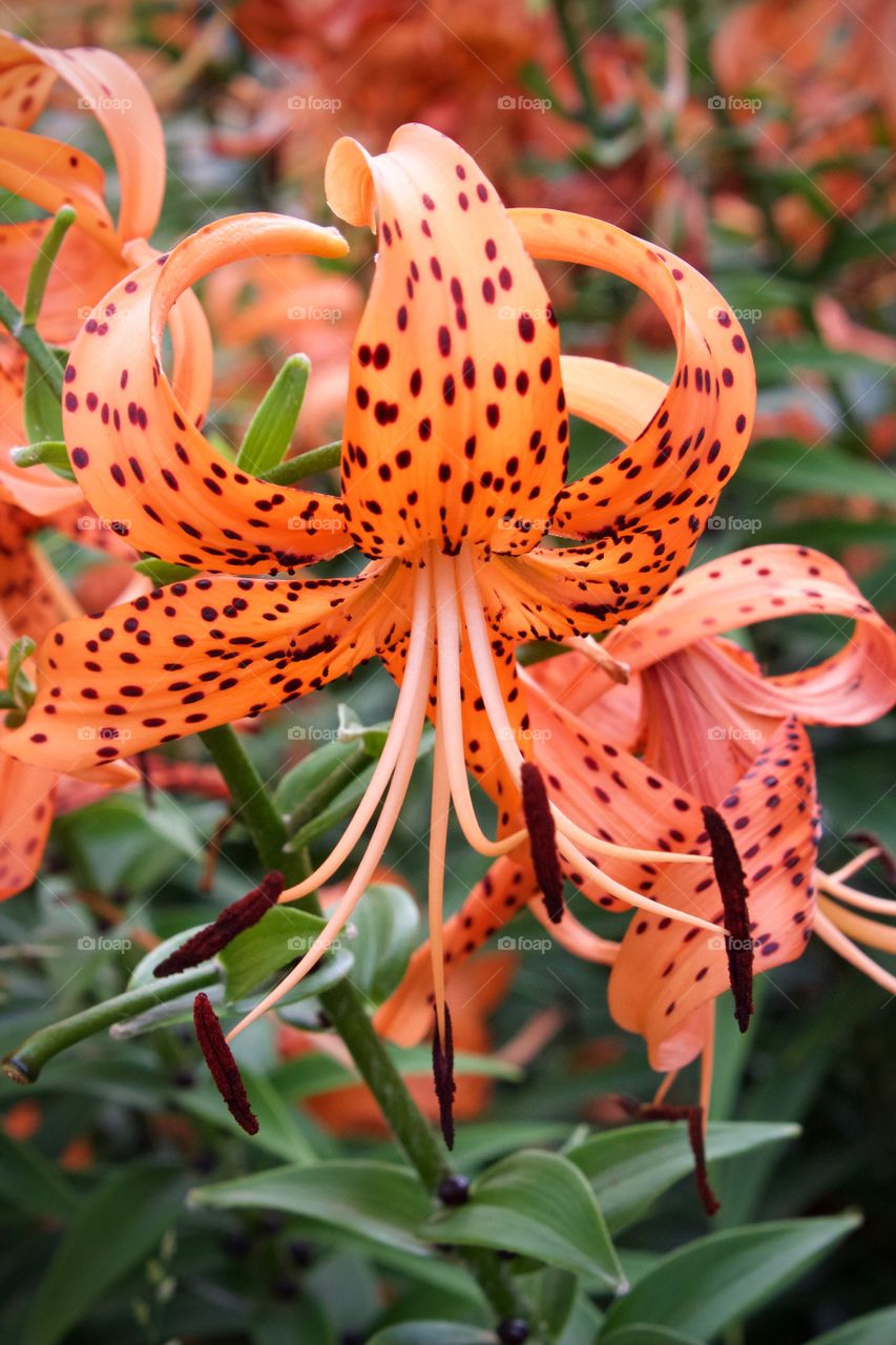Isolated view of a single, vivid Tiger Lily 