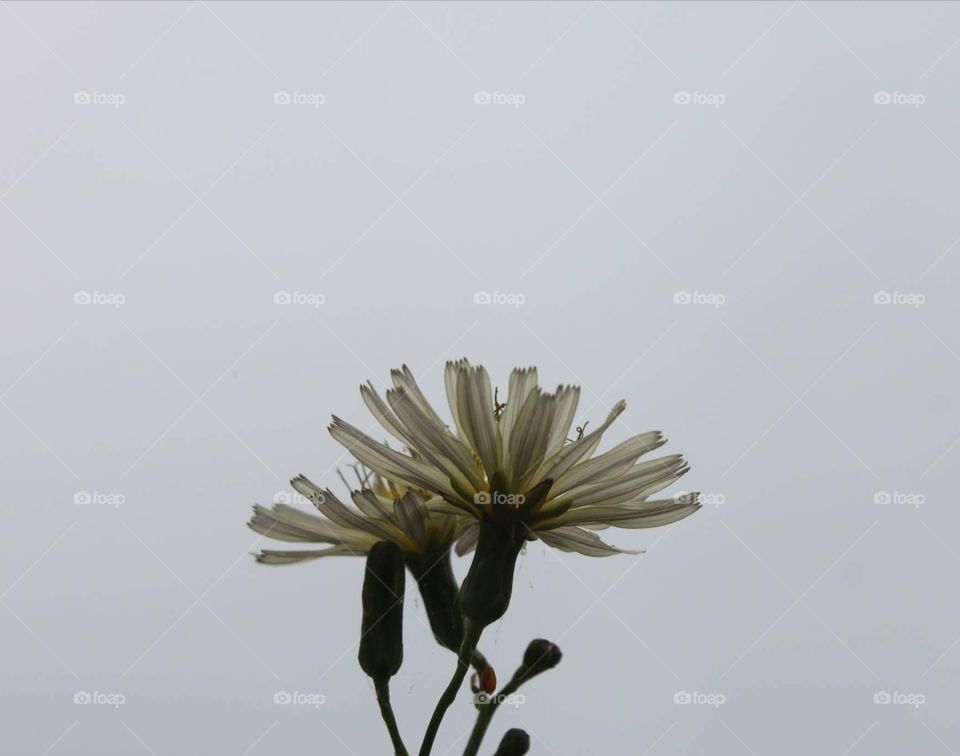 Tripled flowers through grey sky in rainy day in park South Korea