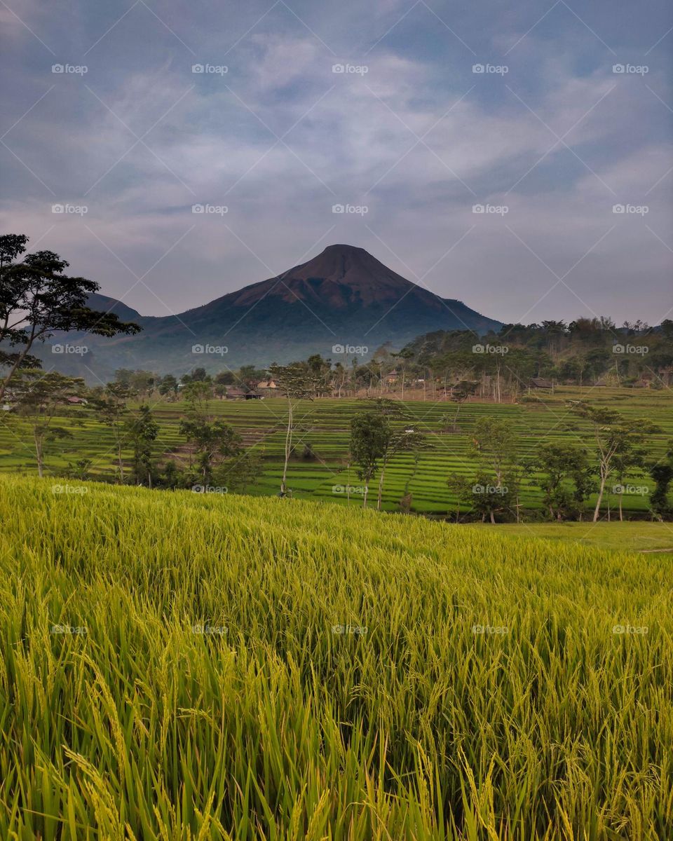 scenic view of selotapak terraces