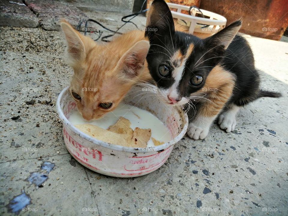 Cats and dogs. Two little cats drinking milk.