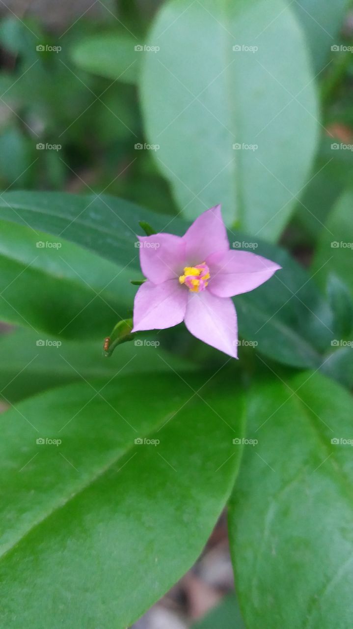 flor lilás