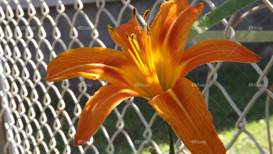 Close-up of Day lily flower