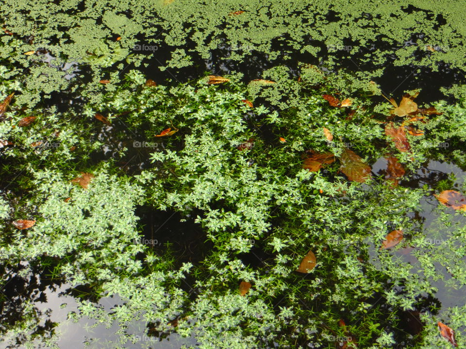 Black in green . Reflections of fall, getting dark
