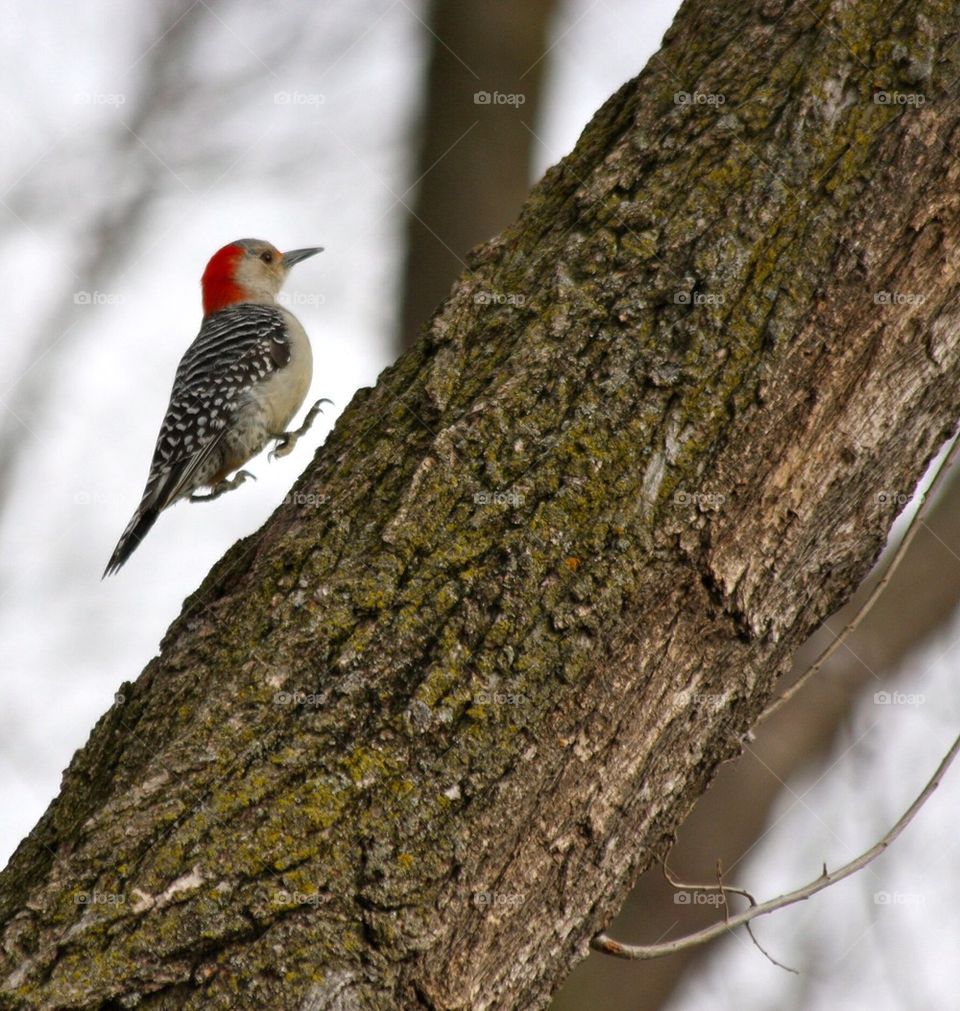 Red Bellied Woodpecker 