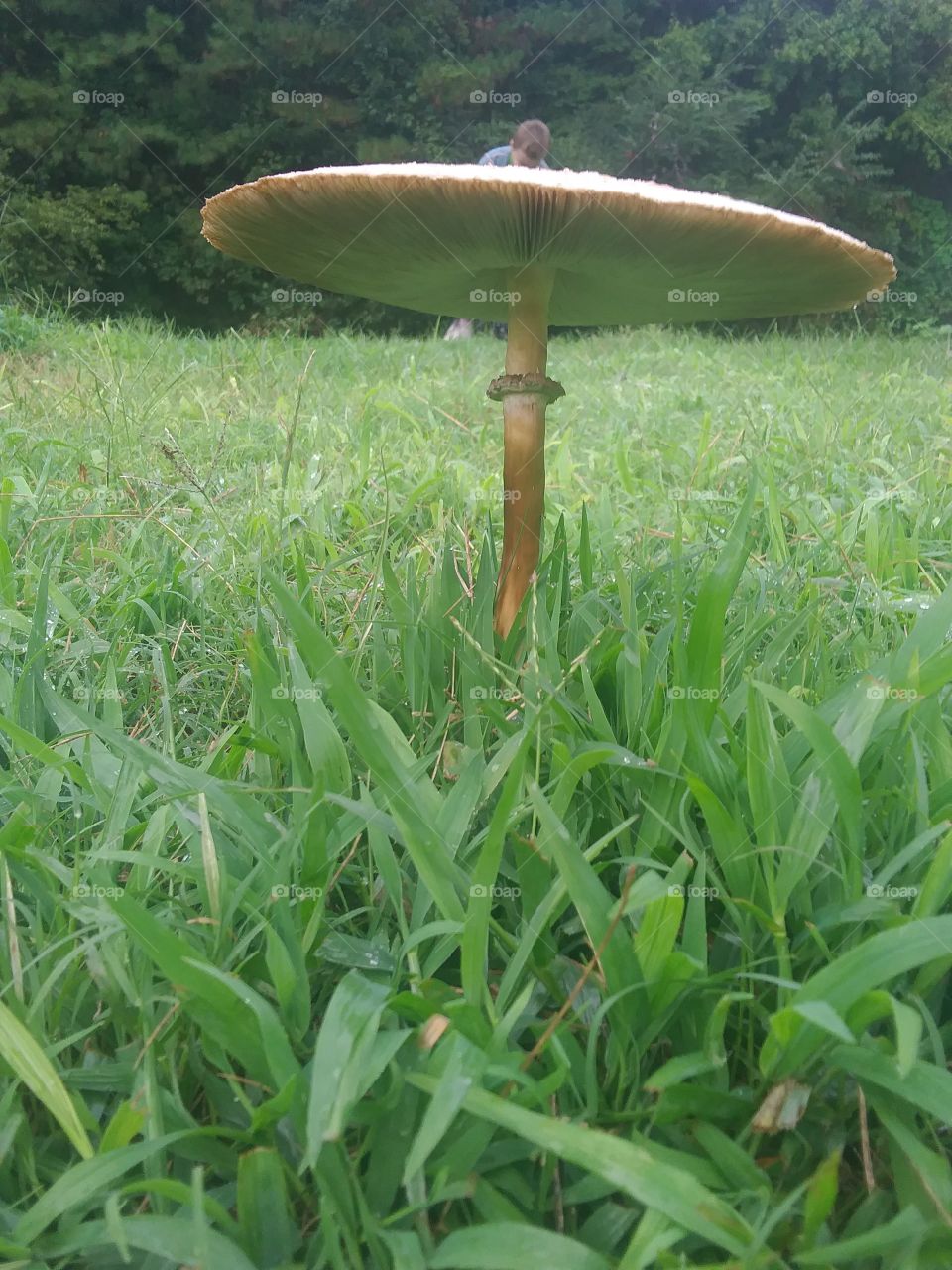 staged climbing on a mushroom