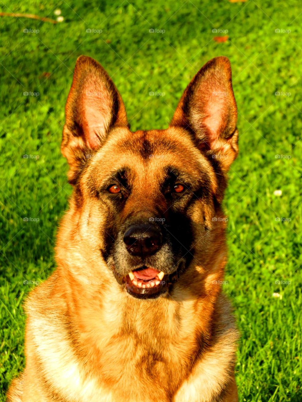 German Shepherd