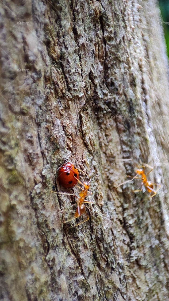 Ants disturbing a ladybug, ants proposal rejected by a ladybug in front of his friend,