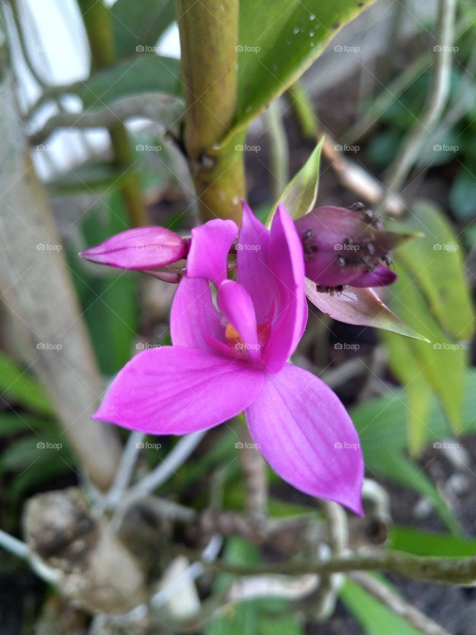 Purple orchid flowers
