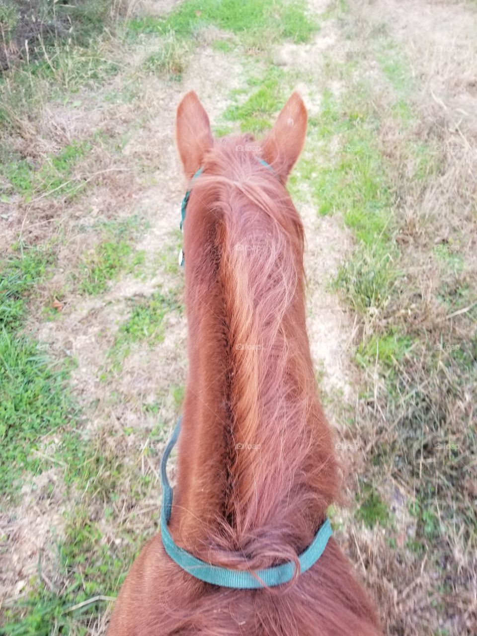 Riding chestnut horse.