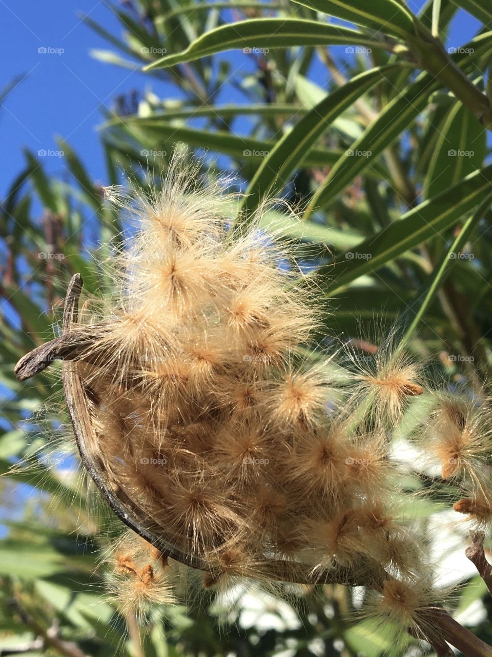 Promise of new plant from seeds