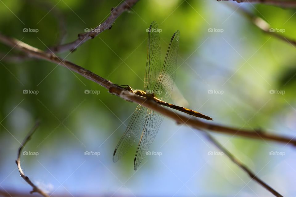 Dragonfly 