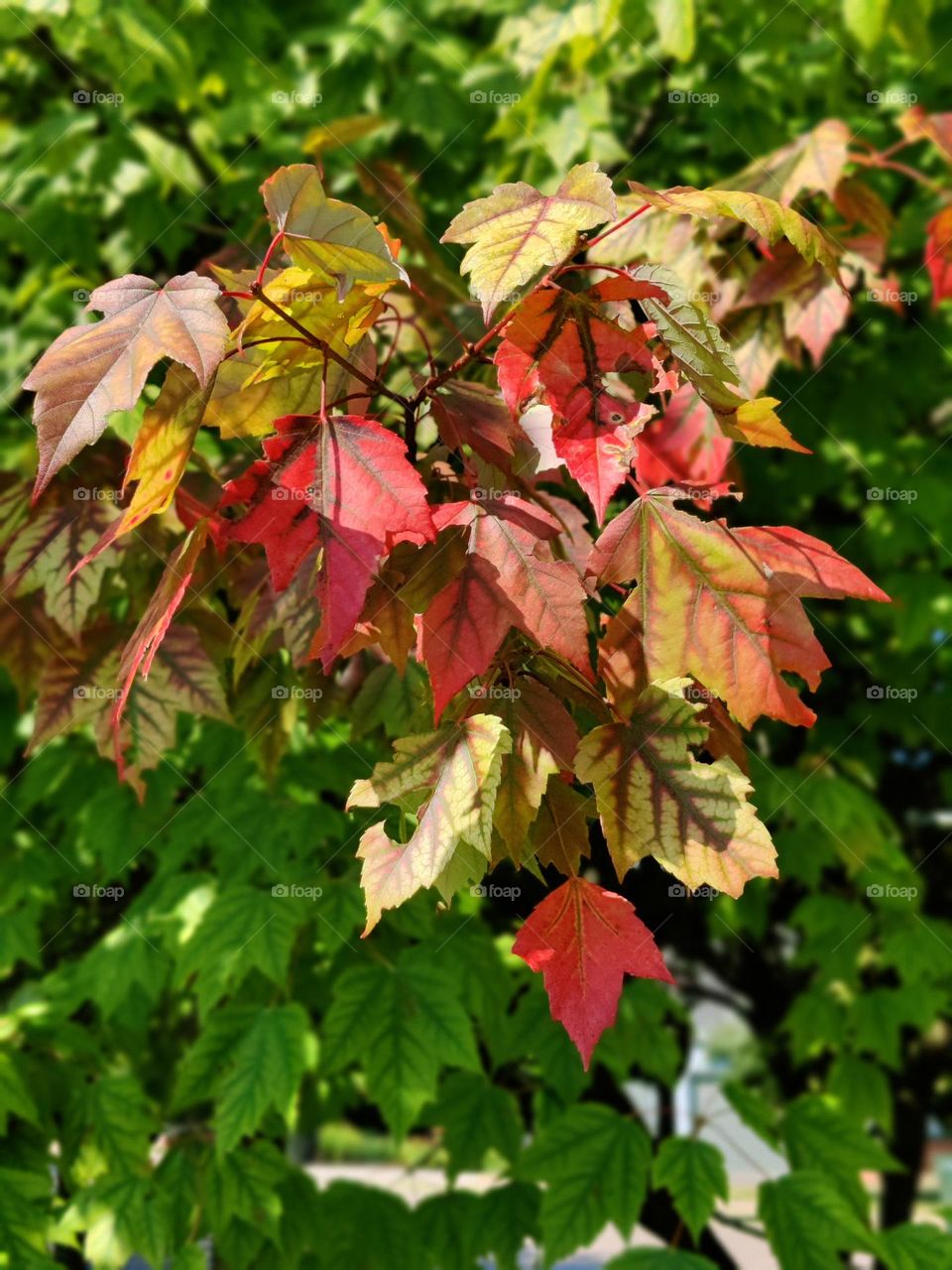 Maple leaves beginning to turn red at the start of fall