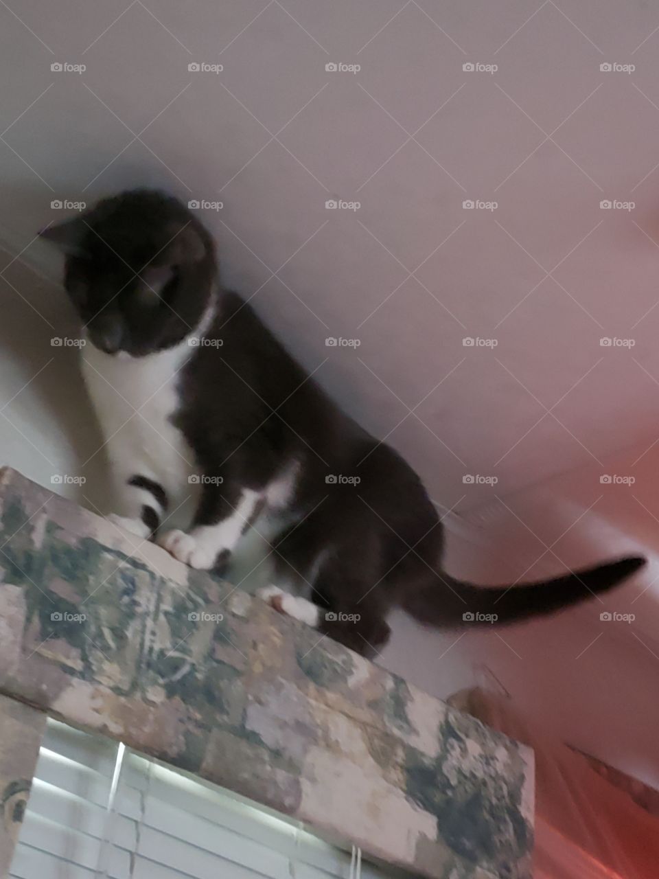 Get down from the Molly