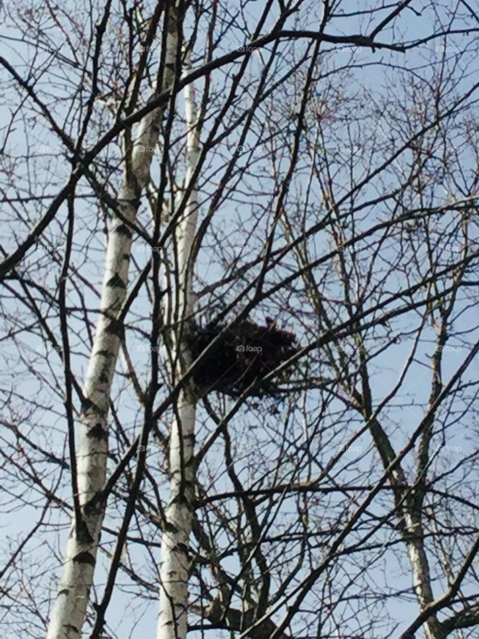 Zoom in on the squirrels nest 