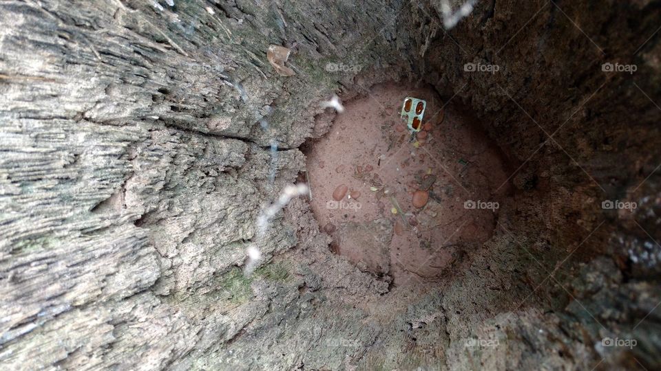 Interior de caule seco de coqueiro.