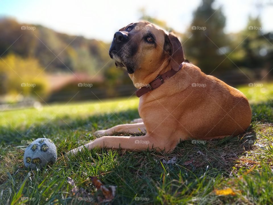 pet dog lying on grassy yard with toy ball looking at me on beautiful warm summer afternoon