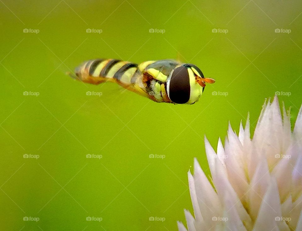 hoverfly..on landing mood.