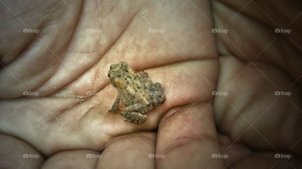 Baby frog we found on our journey near the catskills in new york. It hopped right into my fiance's hand and I was able to capture the microscopic beauty.