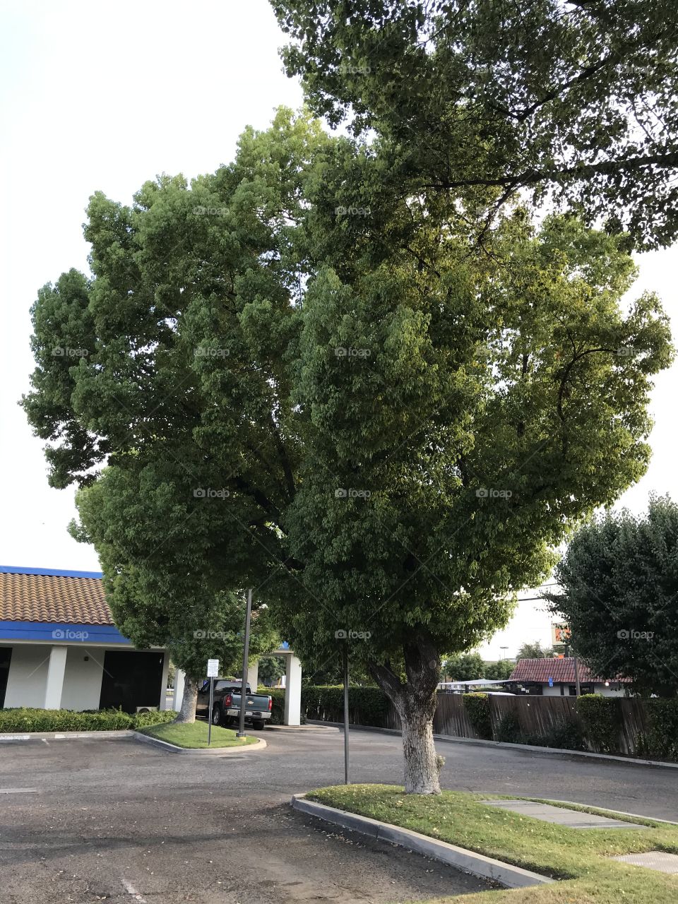 A magnificent tree in the back parking lot of a comic book store.