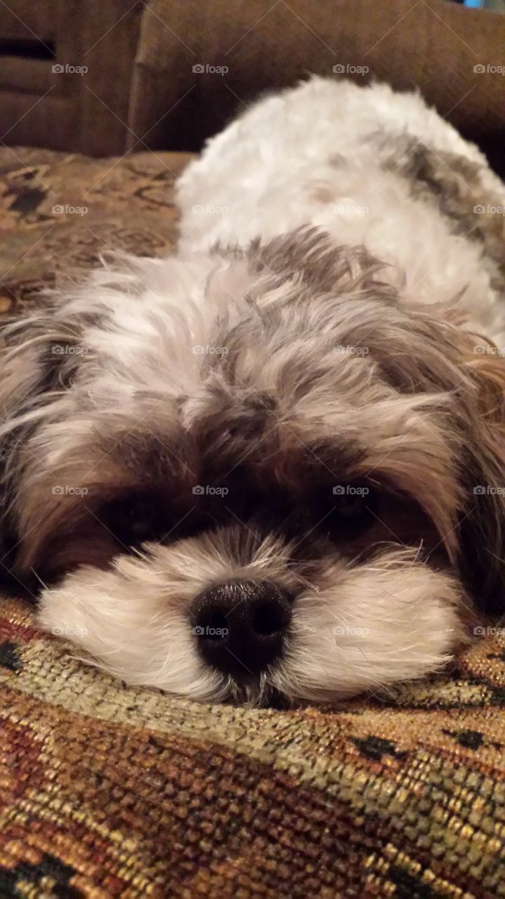 dog resting face. the lovely look of my dog lookin at me resting on my pillows