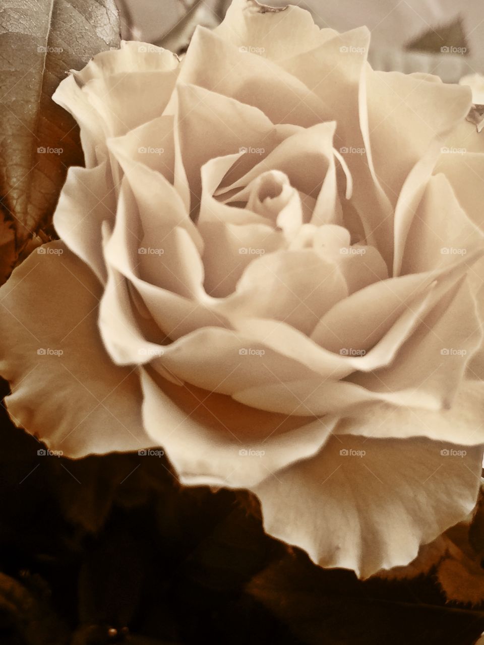 Sepia coloured rose