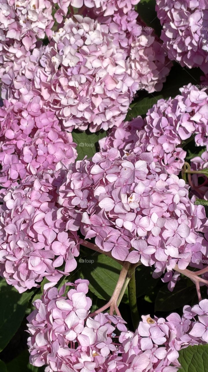 pink hydrangea