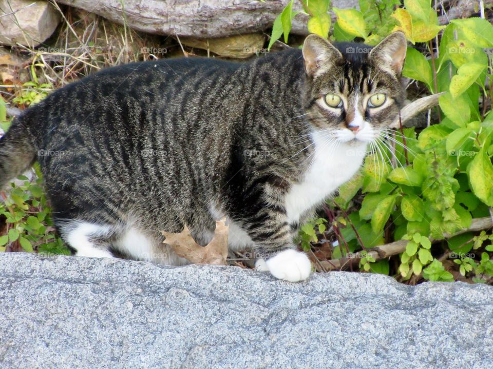 Webster Lake Cat