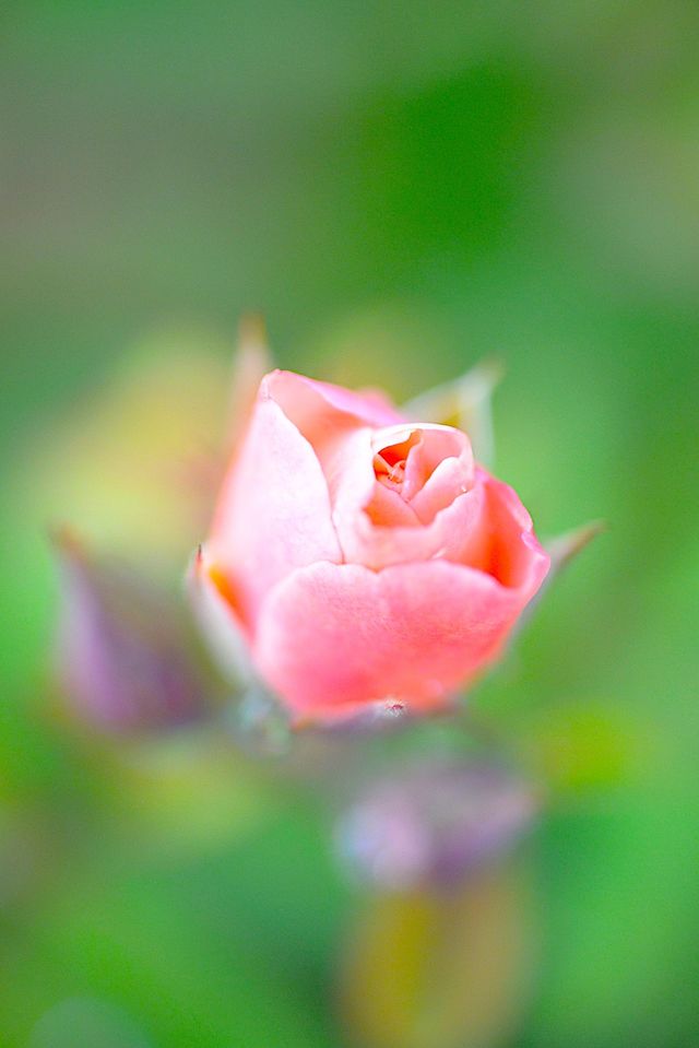 Close-up of pink rose flower