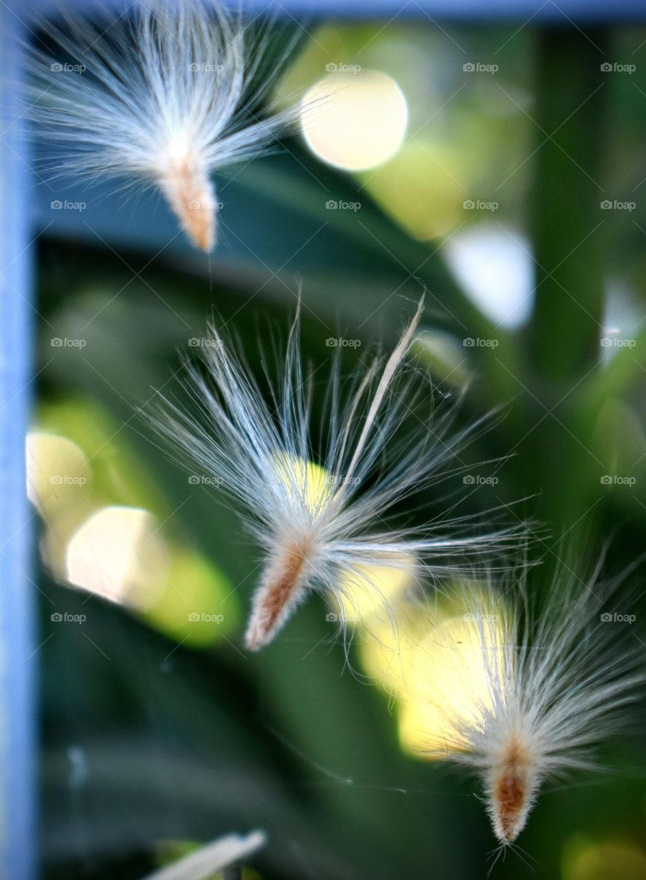 three seeds in fall