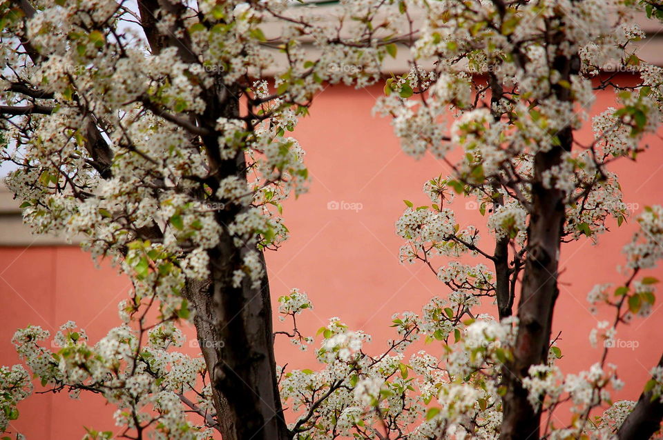 pink wall