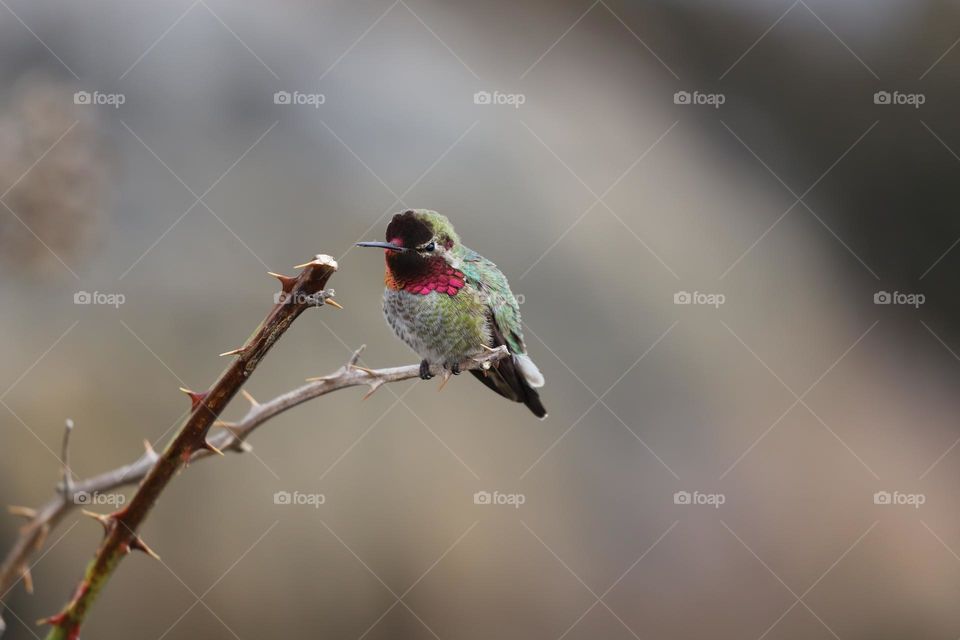 Anna’s hummingbird perched on a twig