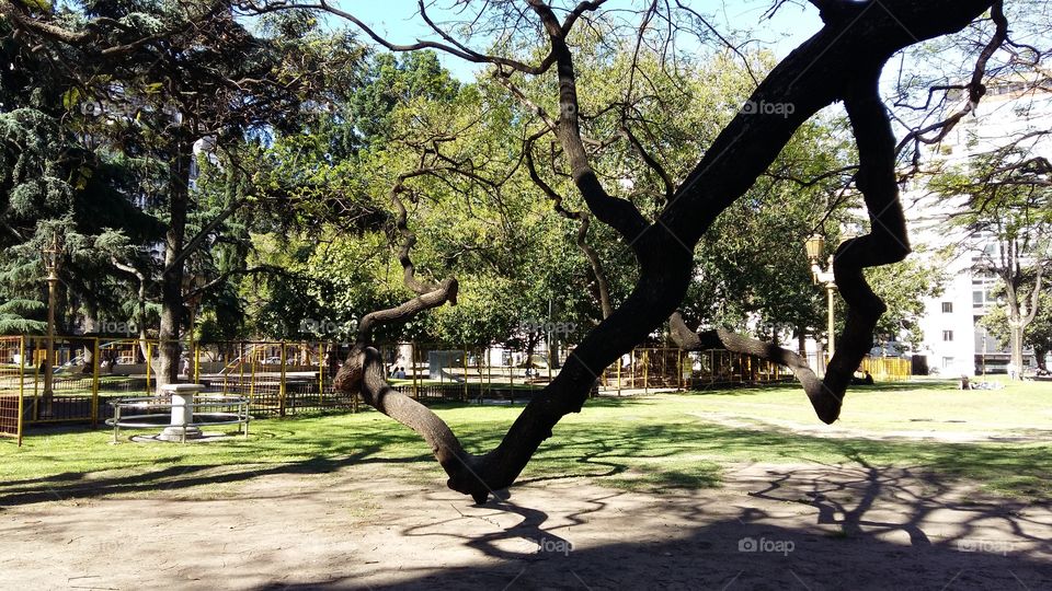 Trees. Fallen branch.