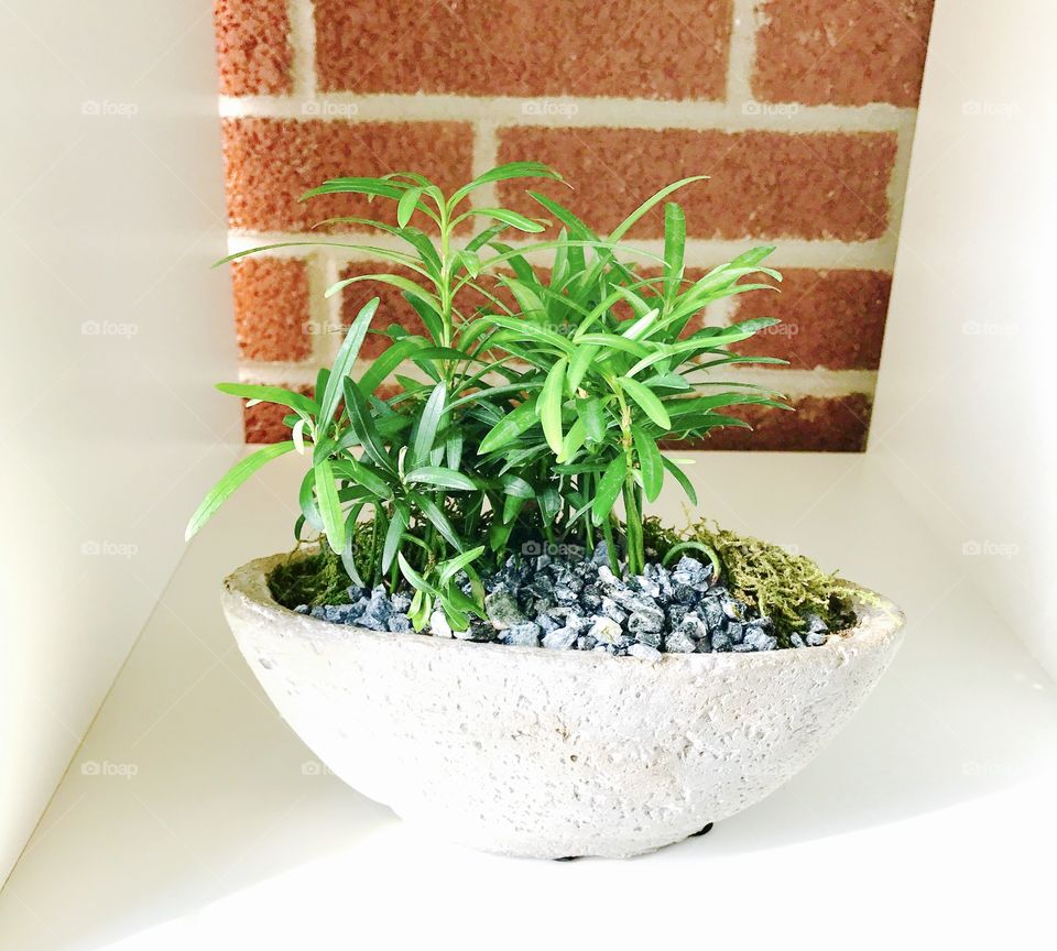 Bonsai on white shelf