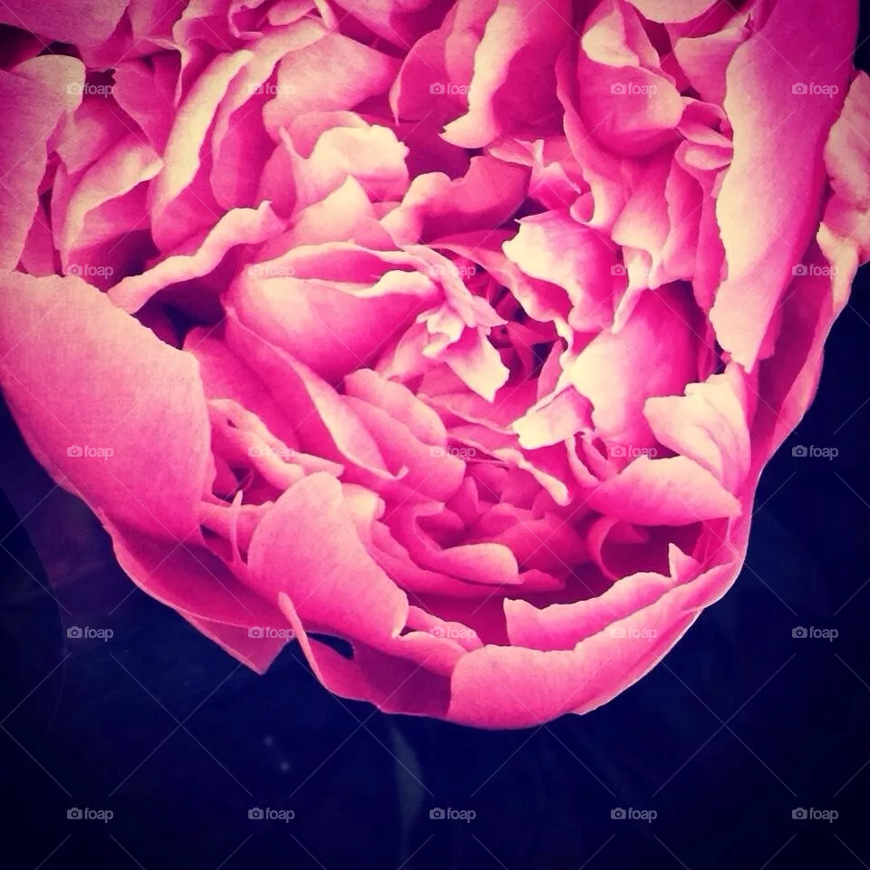 Petal 