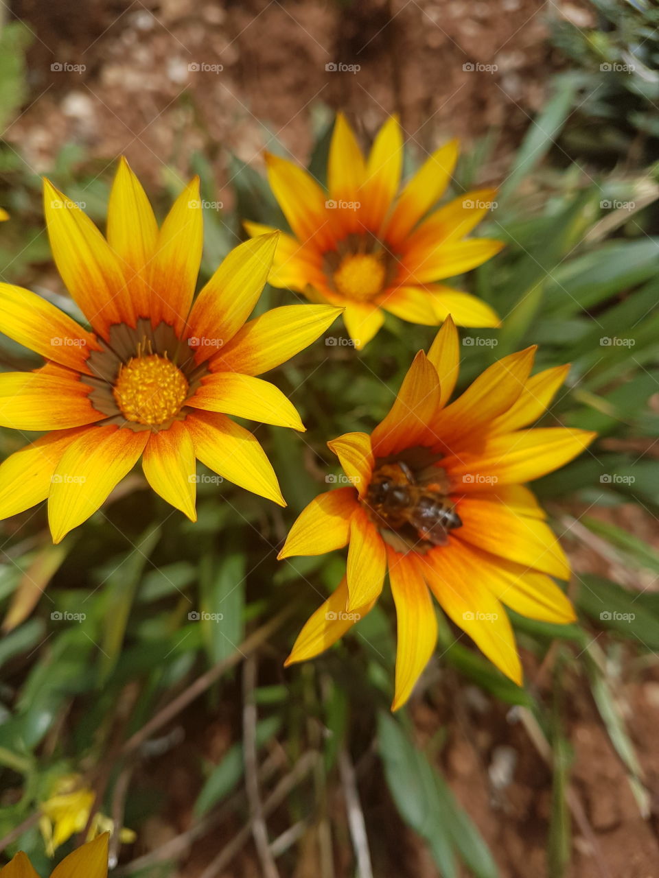 flowers flower fleur maroc nature maroc Morocco Africa day eyes mine high school students