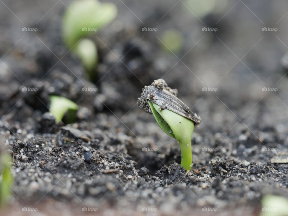 Sprouting sunflower seed